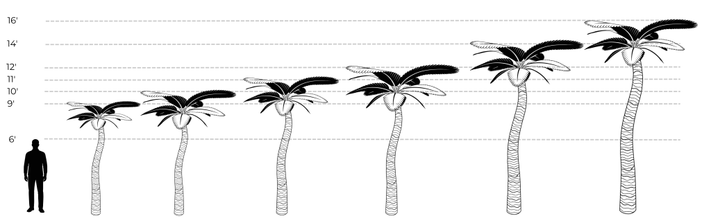 Illustration of various palm tree heights for landscaping and design inspiration.